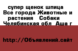 супер щенок шпица - Все города Животные и растения » Собаки   . Челябинская обл.,Аша г.